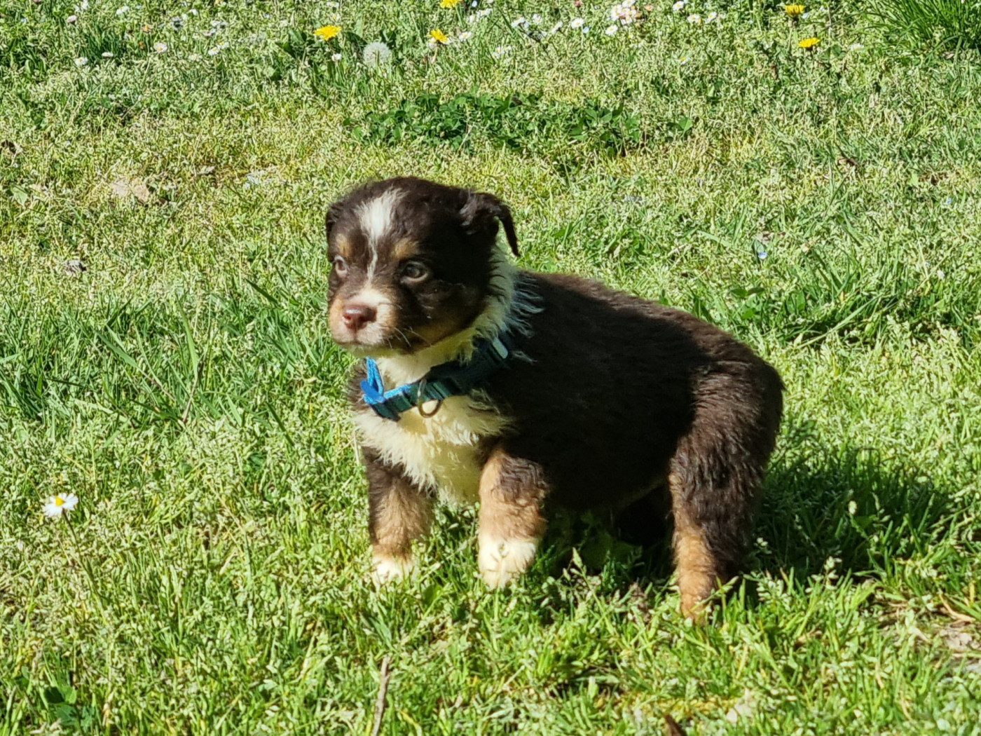 Du Souvenir De Tootsie - Chiots disponibles - Berger Américain Miniature 