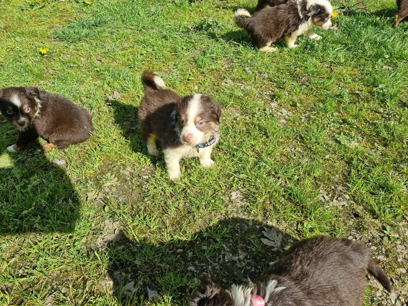 Du Souvenir De Tootsie - Chiots disponibles - Berger Américain Miniature 