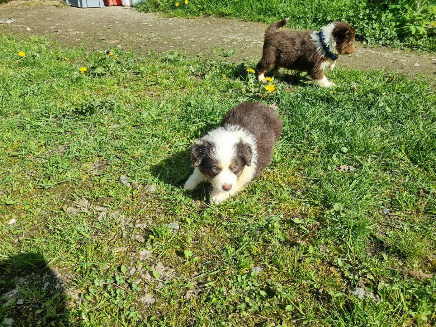 Du Souvenir De Tootsie - Chiots disponibles - Berger Américain Miniature 