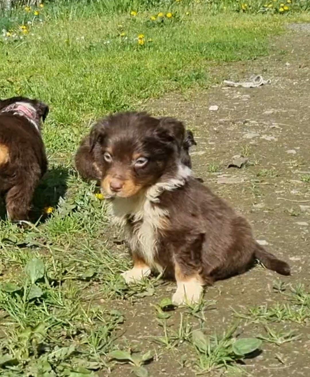 Du Souvenir De Tootsie - Chiots disponibles - Berger Américain Miniature 