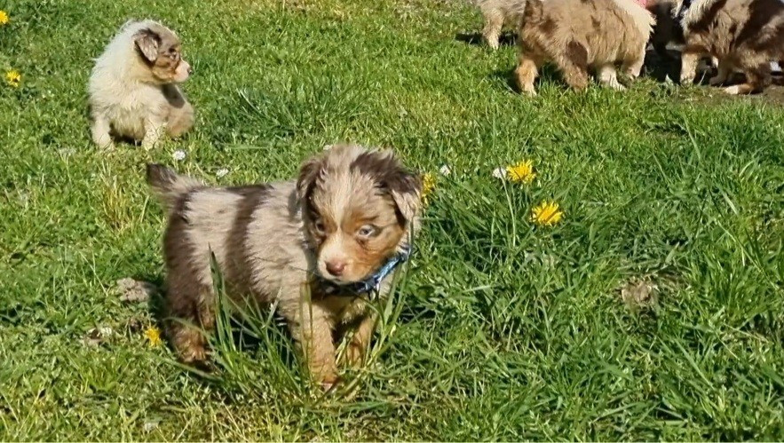 Du Souvenir De Tootsie - Chiots disponibles - Berger Américain Miniature 