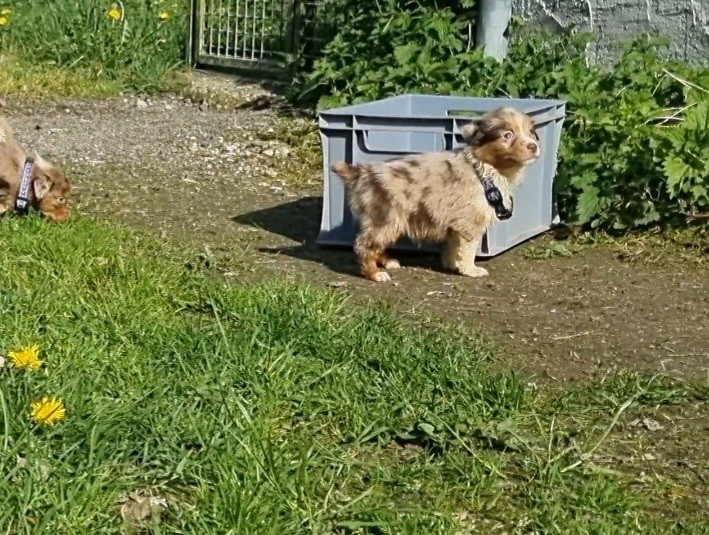 Du Souvenir De Tootsie - Chiots disponibles - Berger Américain Miniature 