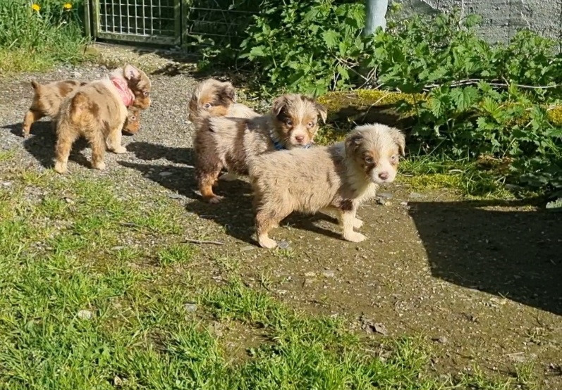 Du Souvenir De Tootsie - Chiots disponibles - Berger Américain Miniature 