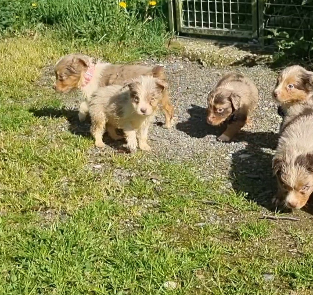 Du Souvenir De Tootsie - Chiots disponibles - Berger Américain Miniature 