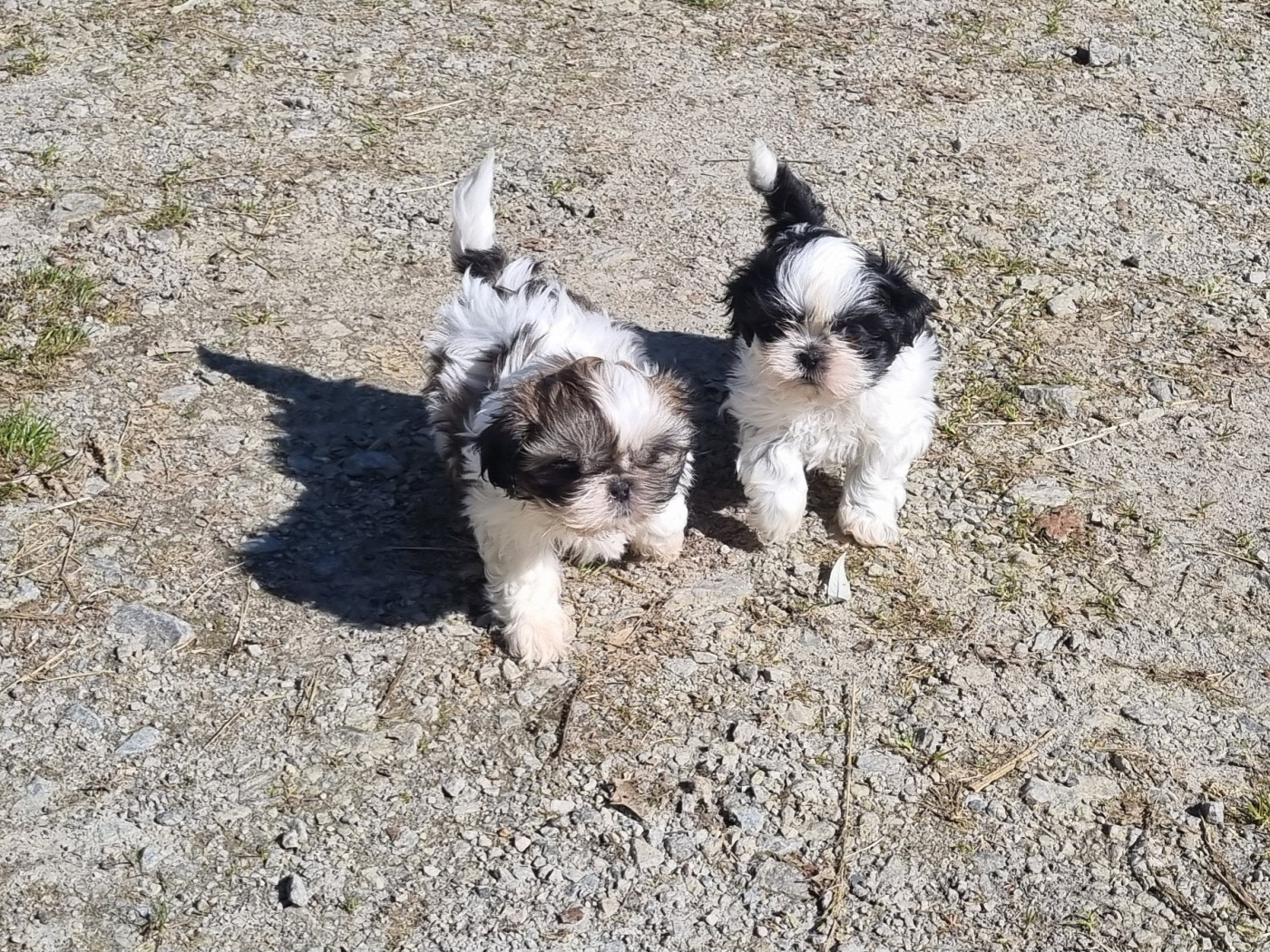 Du Souvenir De Tootsie - Chiots disponibles - Shih Tzu