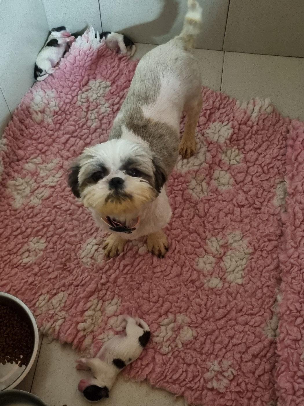 Du Souvenir De Tootsie - Shih Tzu - Portée née le 16/04/2026