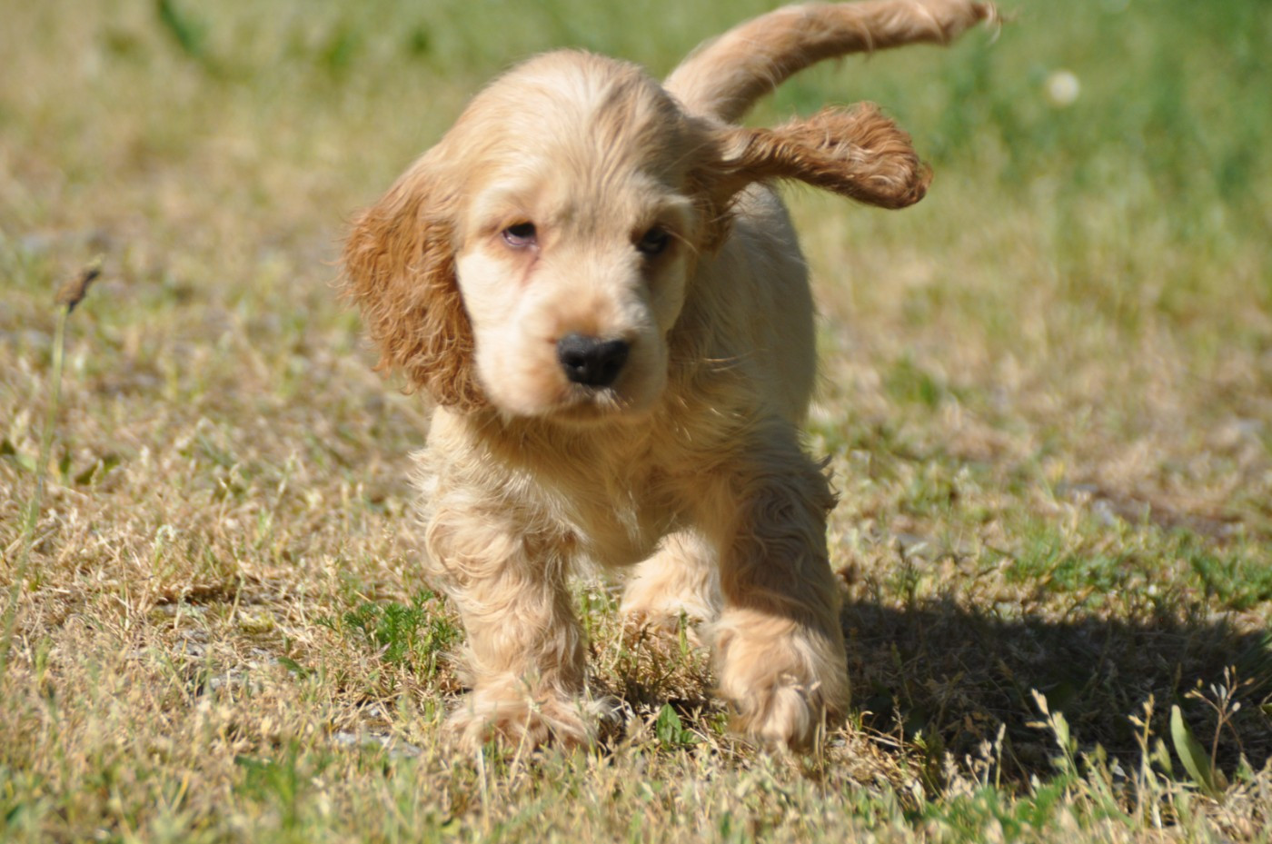 Du Souvenir De Tootsie - Chiots disponibles - Cocker Spaniel Anglais