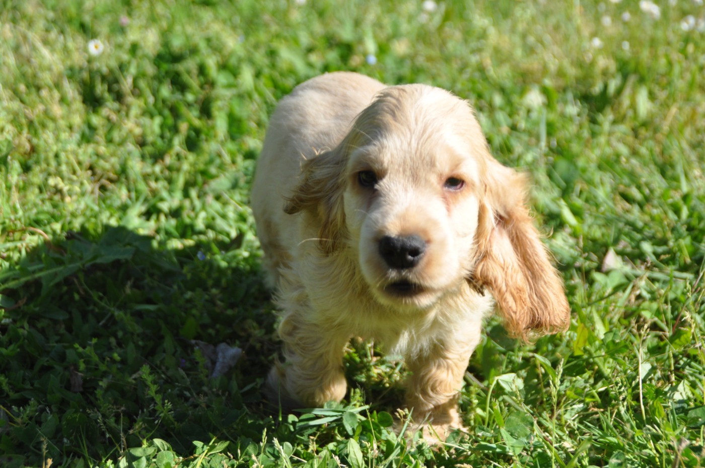 Du Souvenir De Tootsie - Chiots disponibles - Cocker Spaniel Anglais