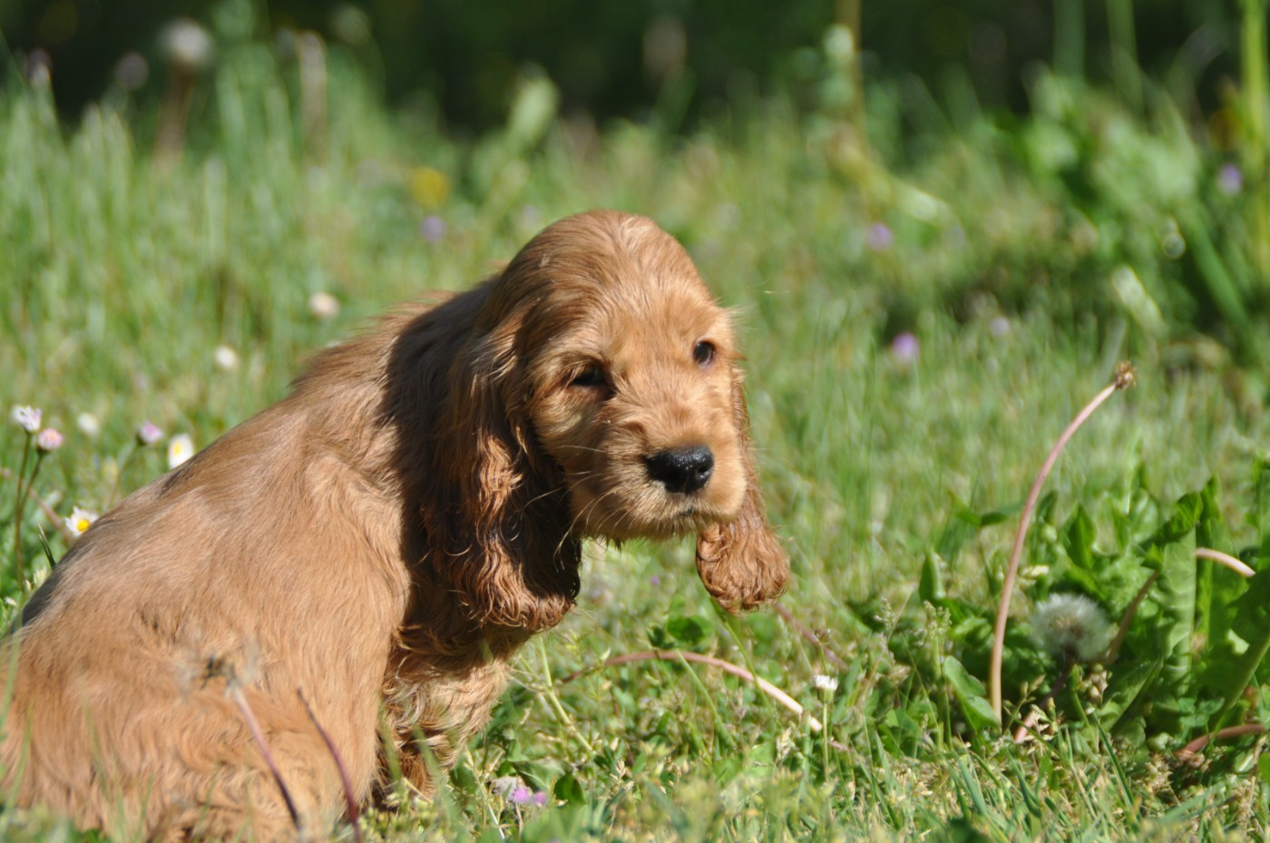 Du Souvenir De Tootsie - Chiots disponibles - Cocker Spaniel Anglais