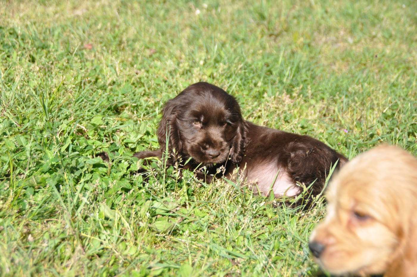 Du Souvenir De Tootsie - Chiots disponibles - Cocker Spaniel Anglais