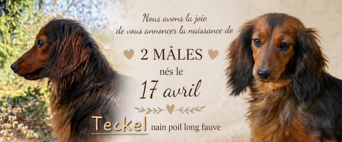 Chiot Teckel poil long Du Souvenir De Tootsie