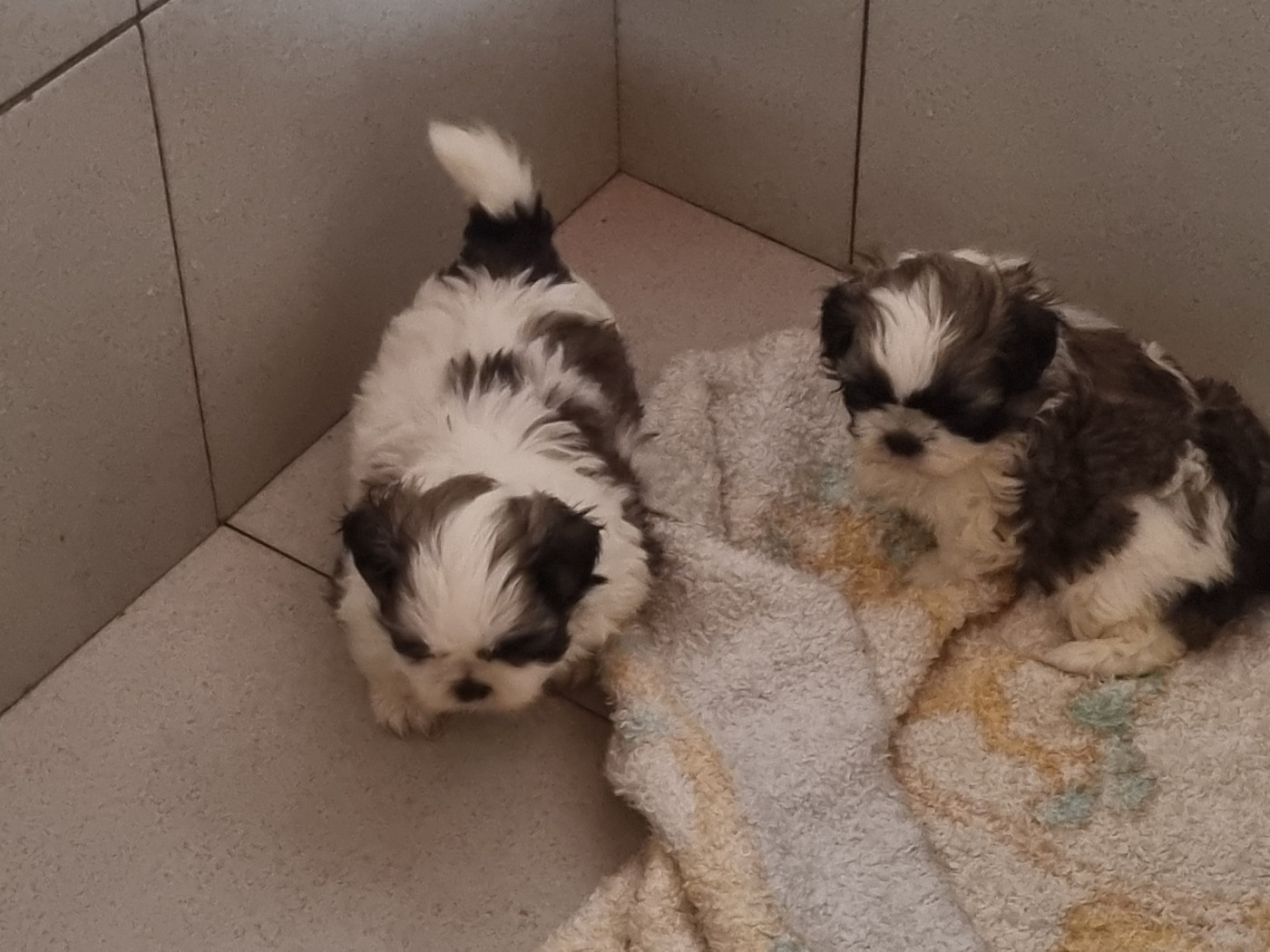 Du Souvenir De Tootsie - Chiots disponibles - Shih Tzu