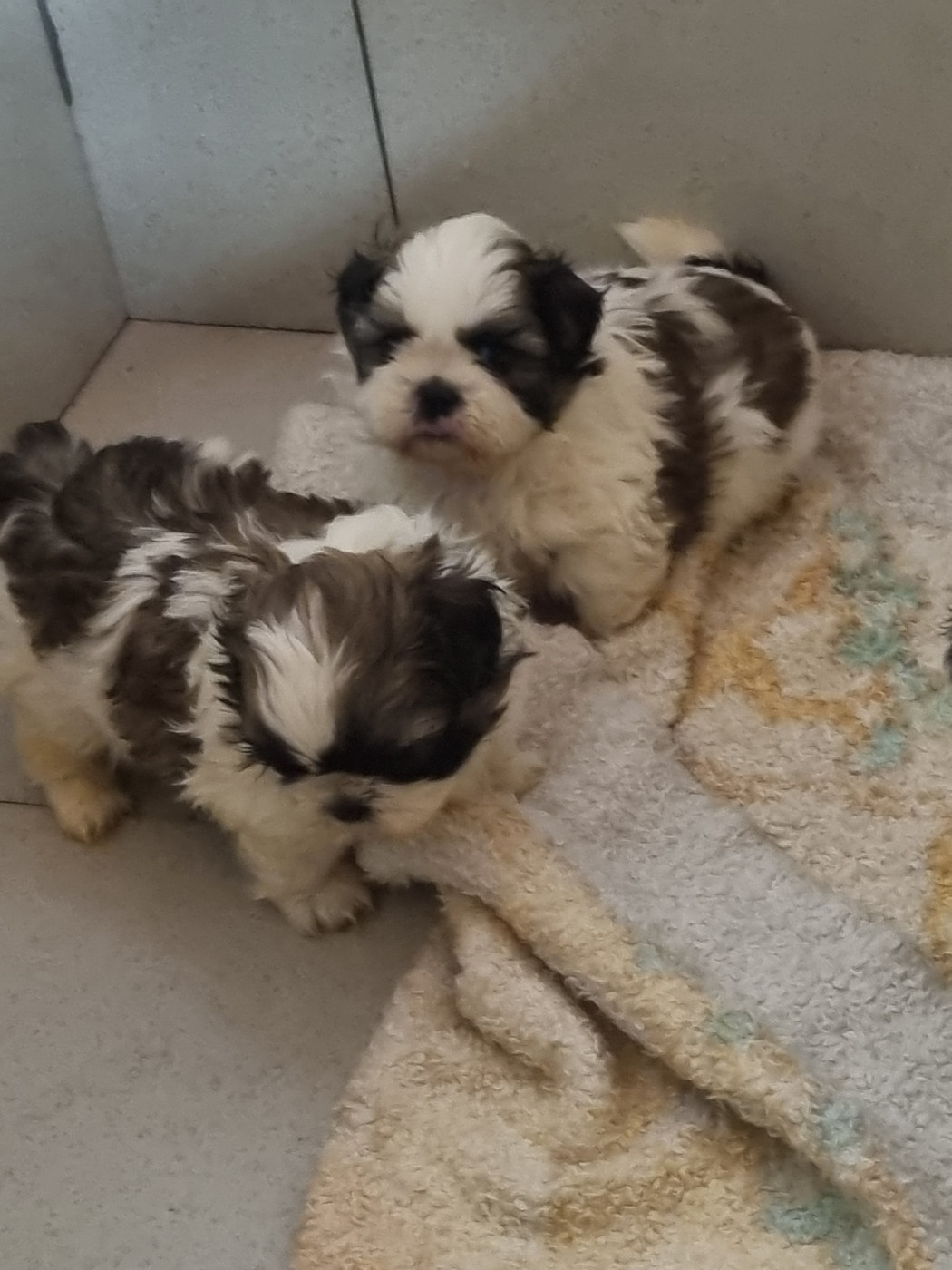 Du Souvenir De Tootsie - Chiots disponibles - Shih Tzu