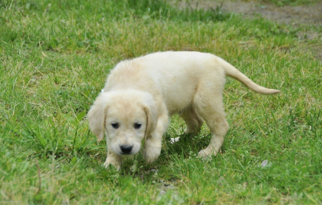 Du Souvenir De Tootsie - Chiots disponibles - Golden Retriever