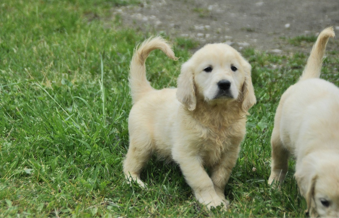 Du Souvenir De Tootsie - Chiots disponibles - Golden Retriever