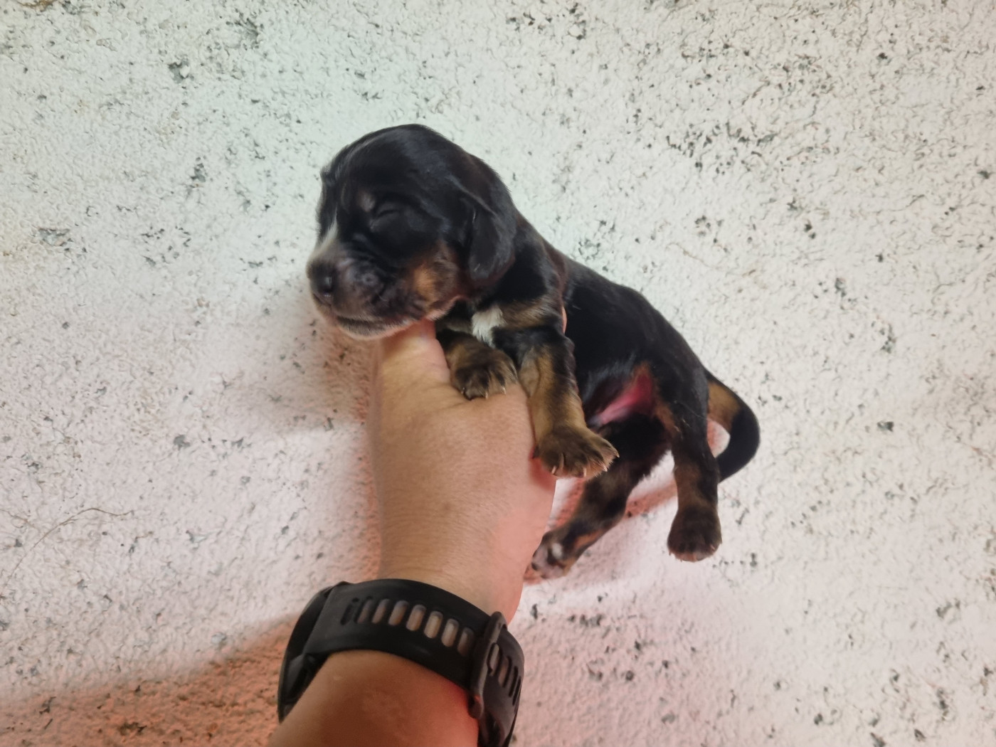 Du Souvenir De Tootsie - Chiots disponibles - Cocker Spaniel Anglais