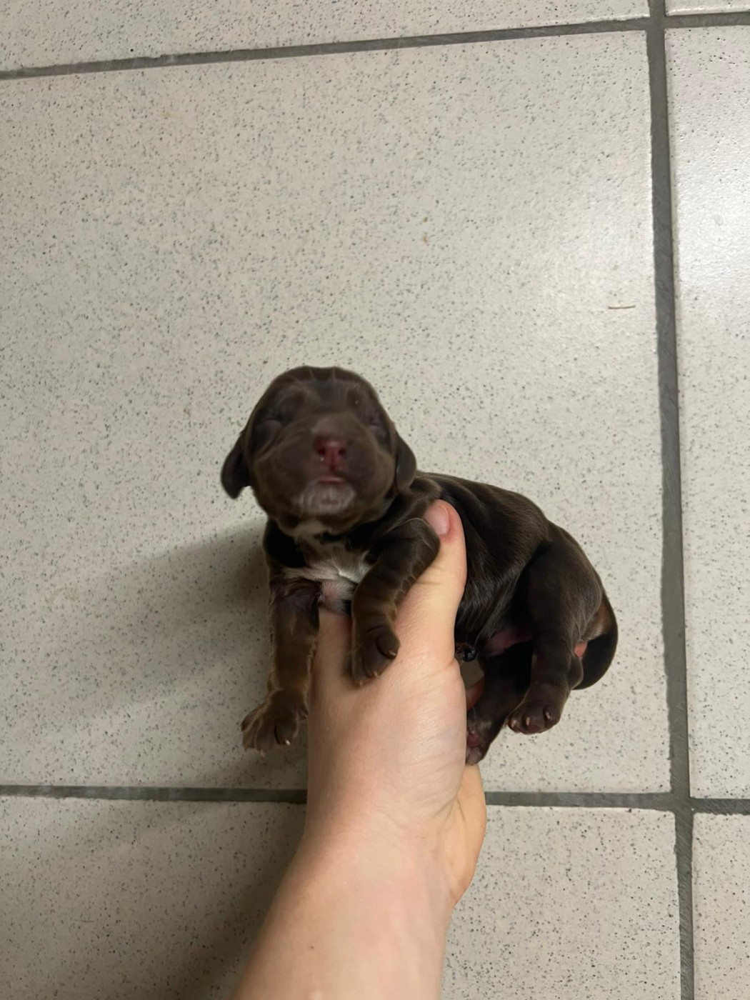 Du Souvenir De Tootsie - Chiots disponibles - Cocker Spaniel Anglais