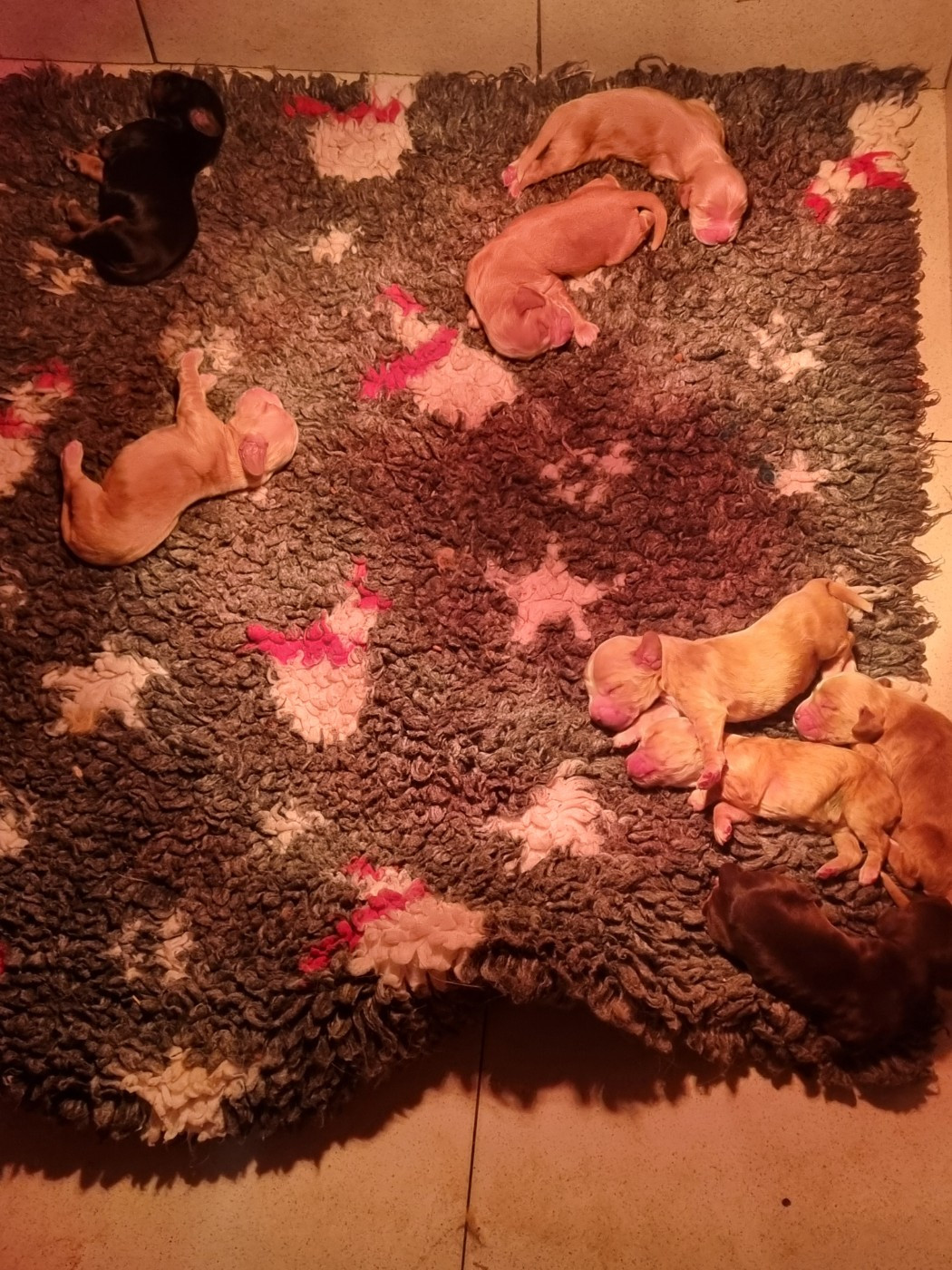 Du Souvenir De Tootsie - Chiots disponibles - Cocker Spaniel Anglais
