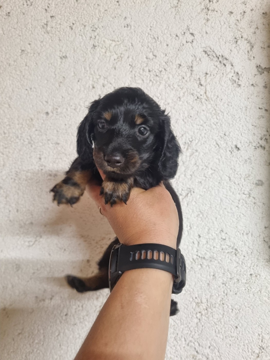 Du Souvenir De Tootsie - Chiots disponibles - Teckel poil long