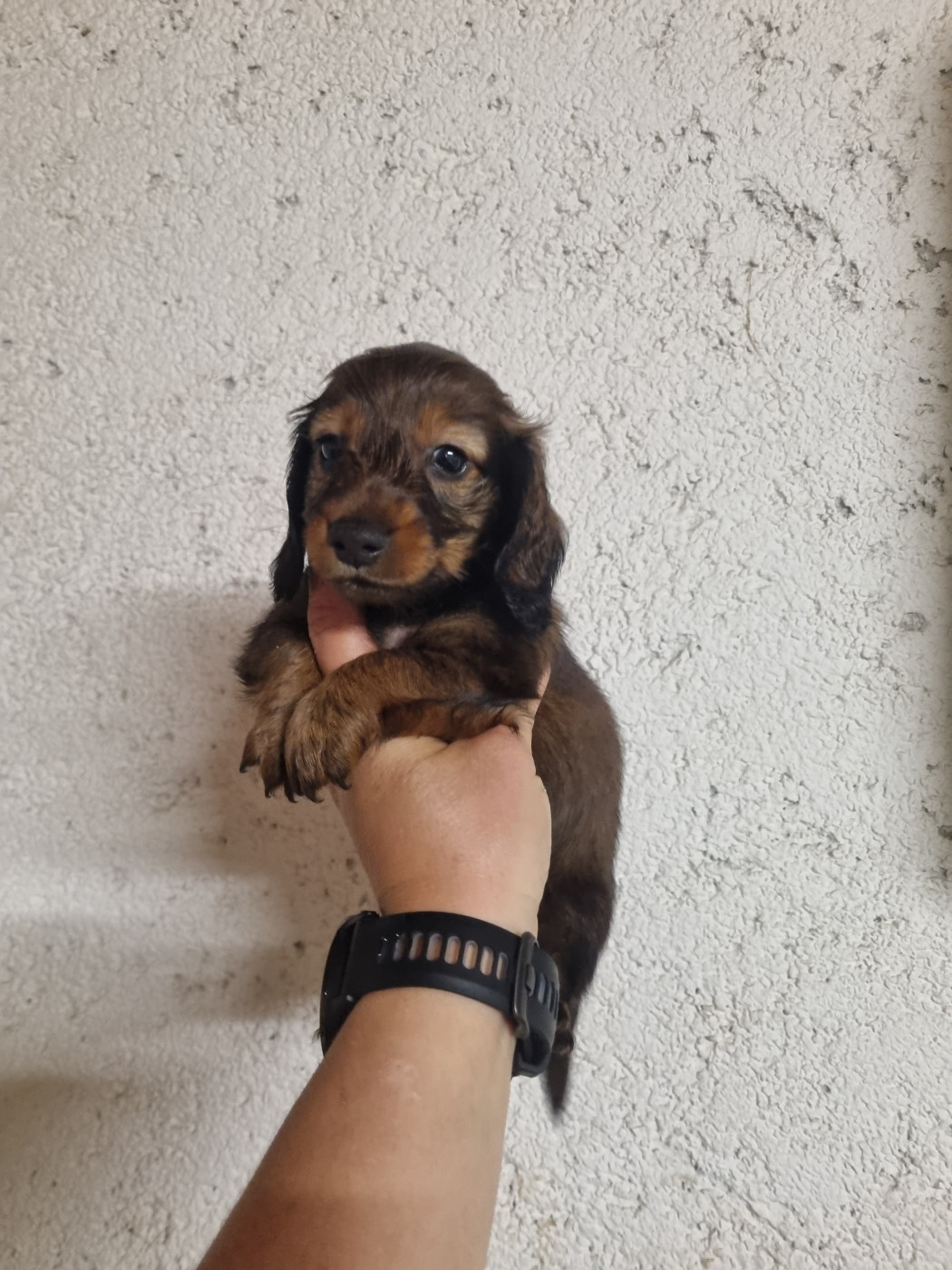 Du Souvenir De Tootsie - Chiots disponibles - Teckel poil long