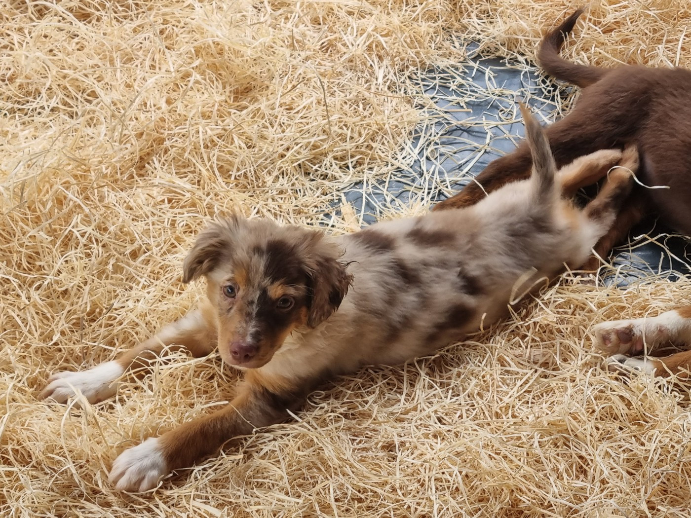 Du Souvenir De Tootsie - Chiots disponibles - Berger Américain Miniature 