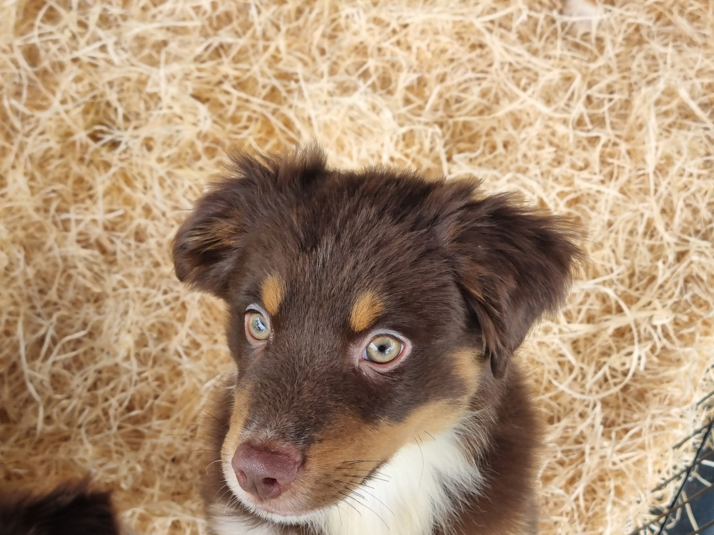 Du Souvenir De Tootsie - Chiots disponibles - Berger Américain Miniature 