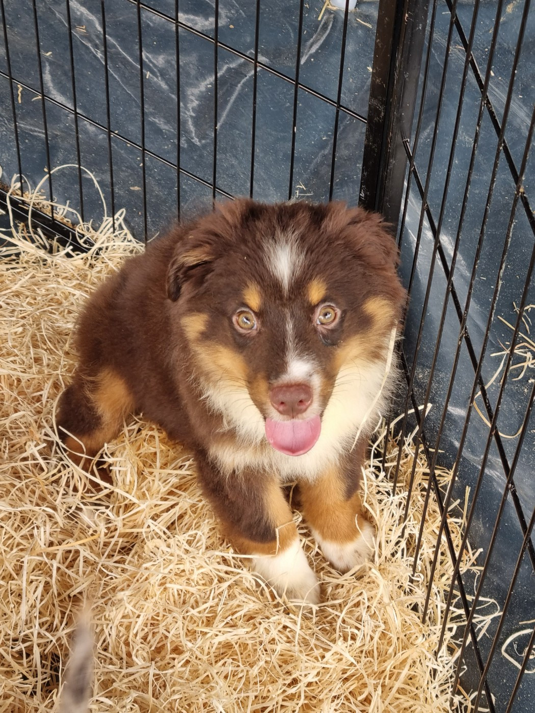 Du Souvenir De Tootsie - Chiots disponibles - Berger Américain Miniature 
