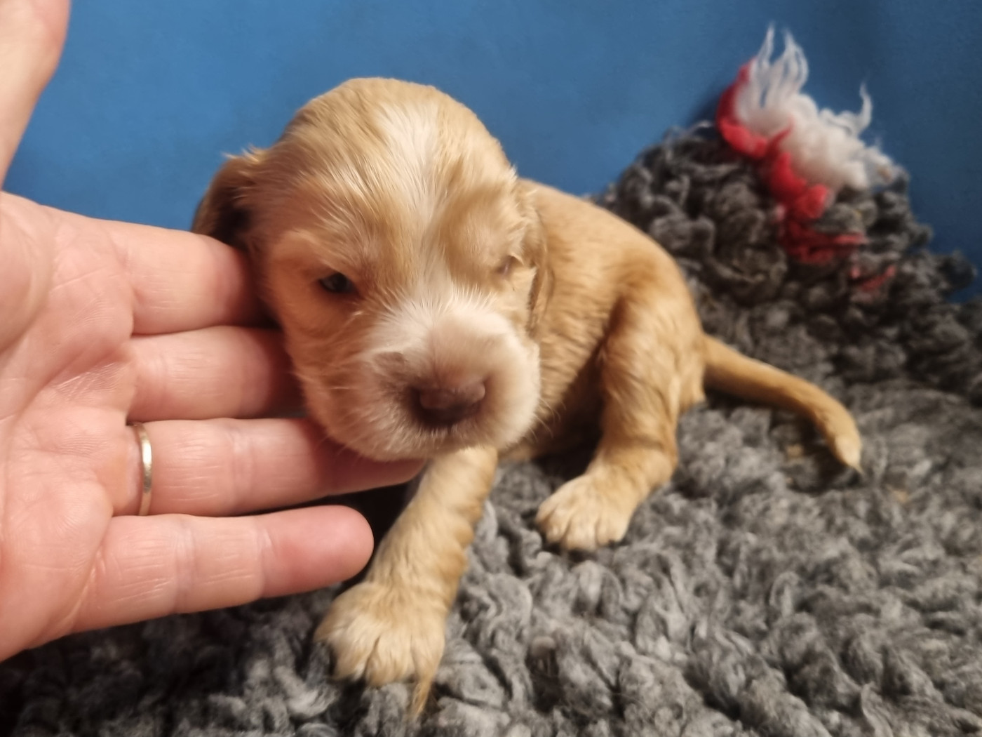 Du Souvenir De Tootsie - Chiots disponibles - Cocker Spaniel Anglais