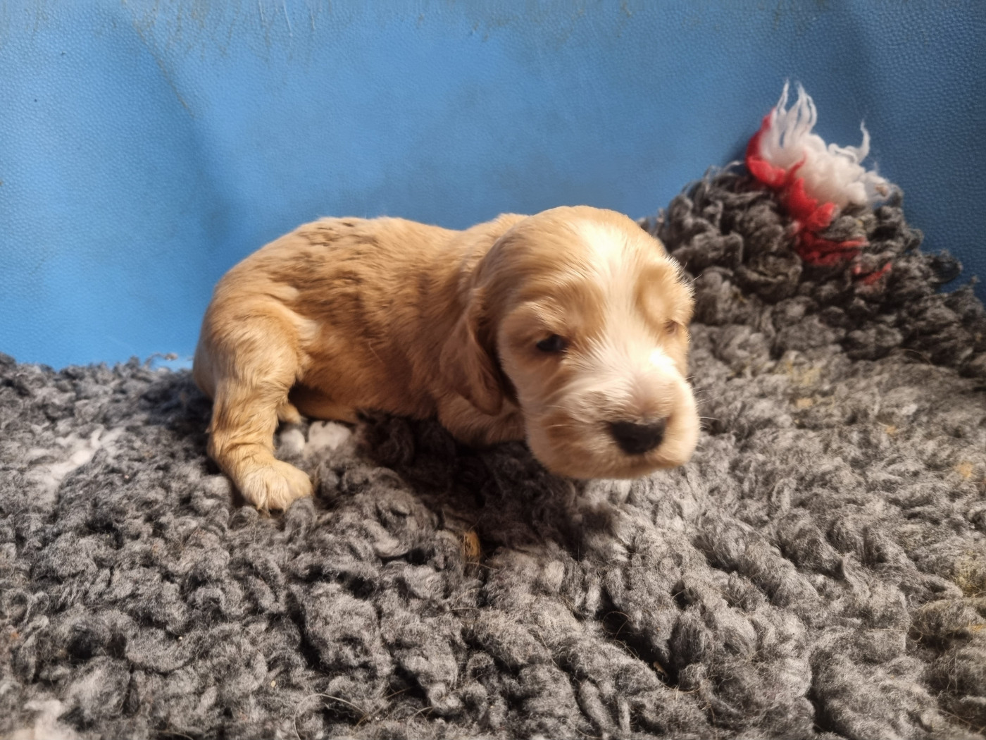 Du Souvenir De Tootsie - Chiots disponibles - Cocker Spaniel Anglais