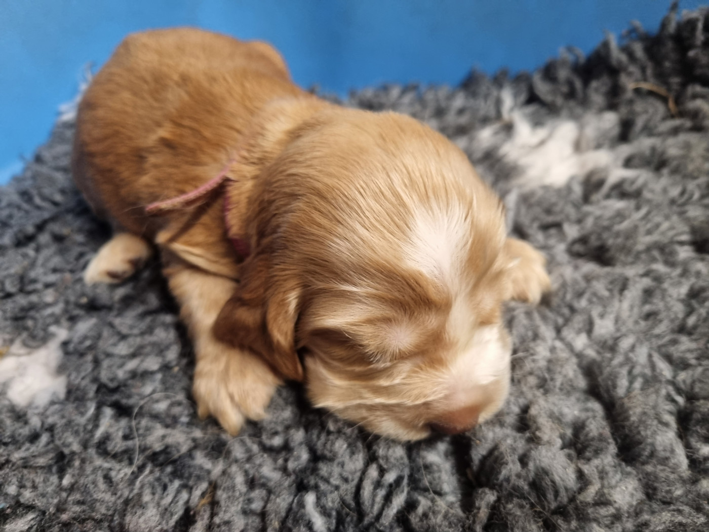Du Souvenir De Tootsie - Chiots disponibles - Cocker Spaniel Anglais