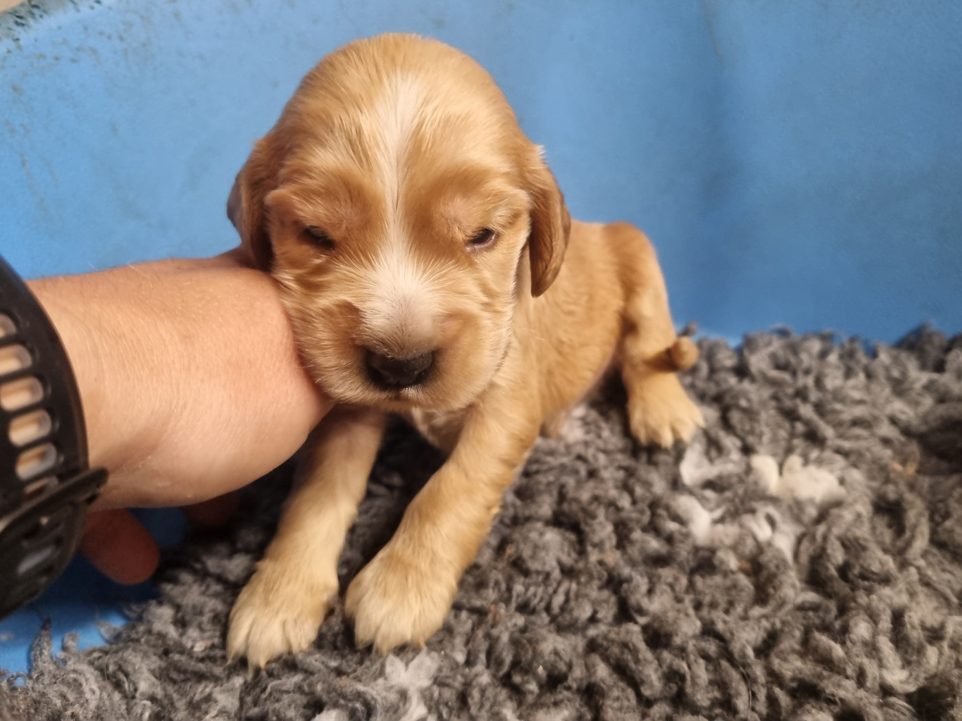 Du Souvenir De Tootsie - Cocker Spaniel Anglais - Portée née le 21/05/2026