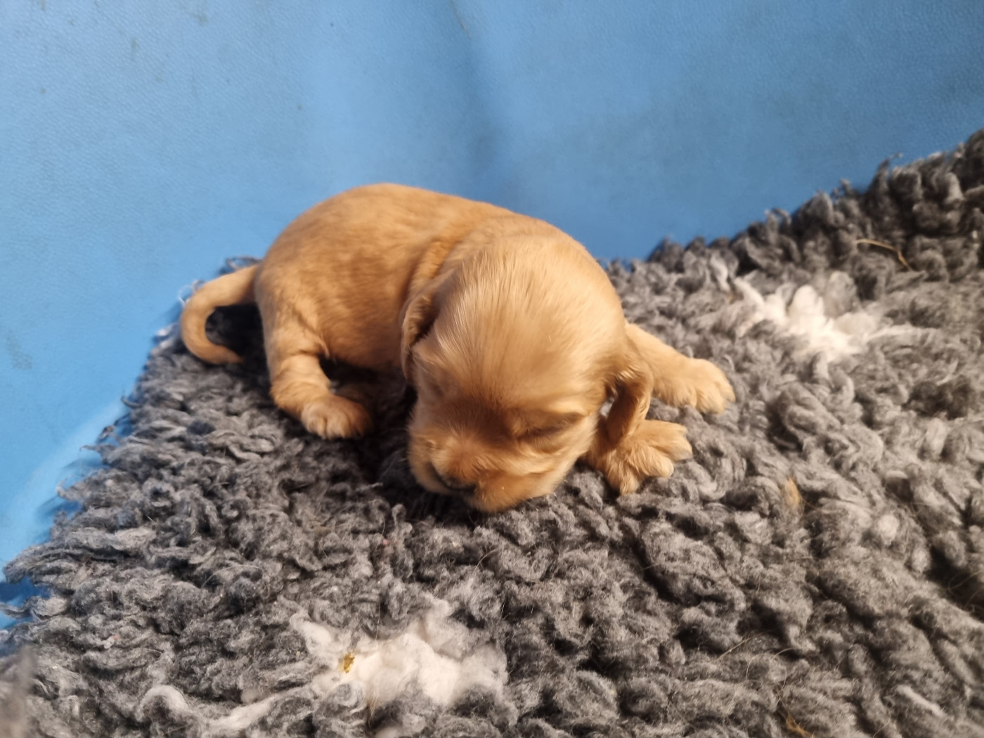 Du Souvenir De Tootsie - Chiots disponibles - Cocker Spaniel Anglais