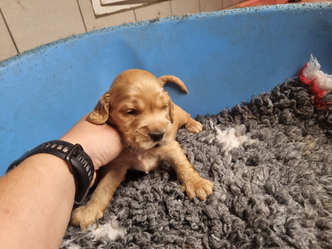 Du Souvenir De Tootsie - Chiots disponibles - Cocker Spaniel Anglais