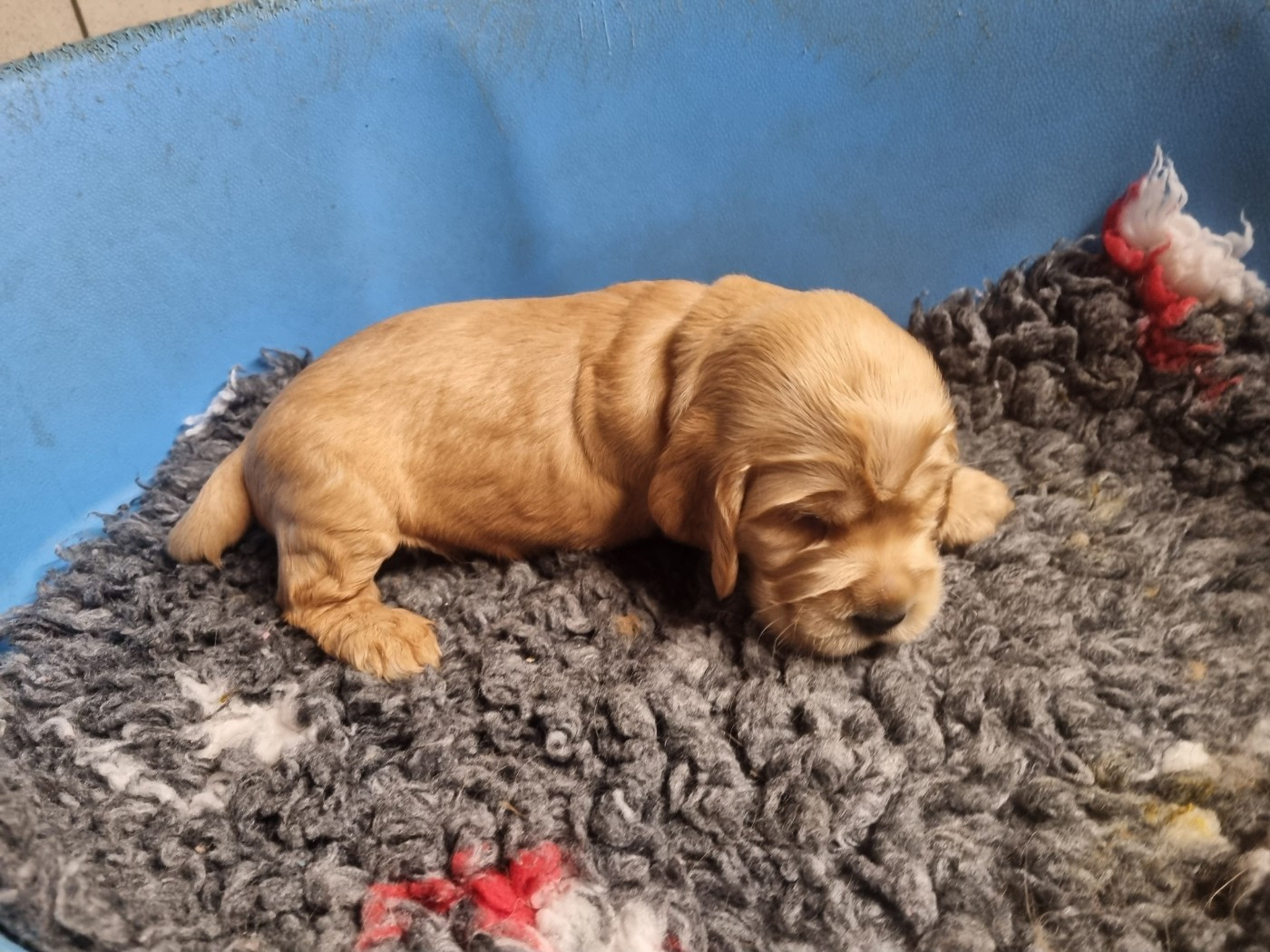 Du Souvenir De Tootsie - Chiots disponibles - Cocker Spaniel Anglais