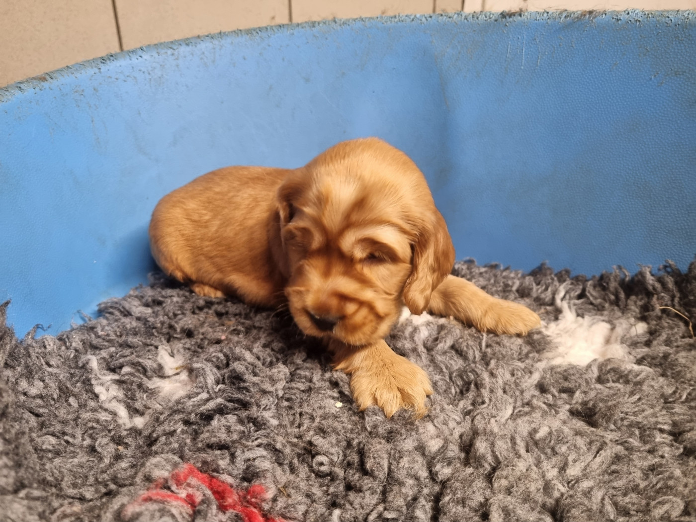 Du Souvenir De Tootsie - Chiots disponibles - Cocker Spaniel Anglais
