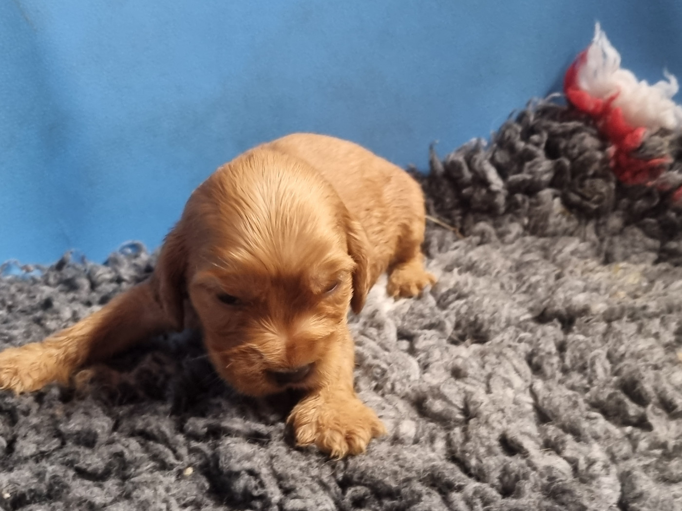 Du Souvenir De Tootsie - Chiots disponibles - Cocker Spaniel Anglais