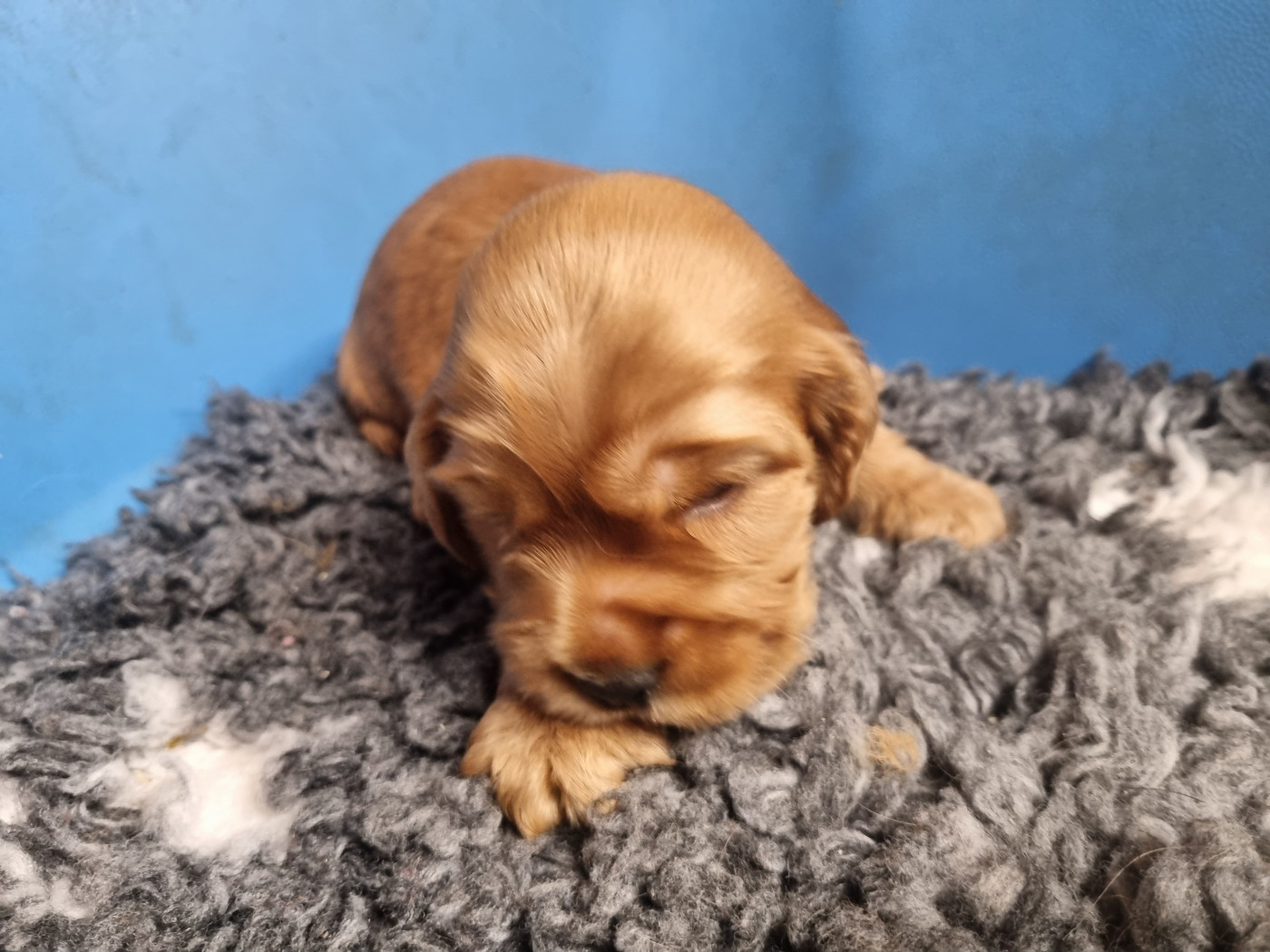 Du Souvenir De Tootsie - Chiots disponibles - Cocker Spaniel Anglais