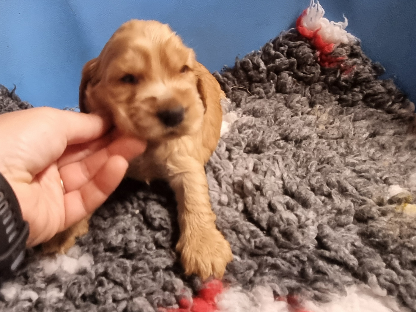 Du Souvenir De Tootsie - Chiots disponibles - Cocker Spaniel Anglais