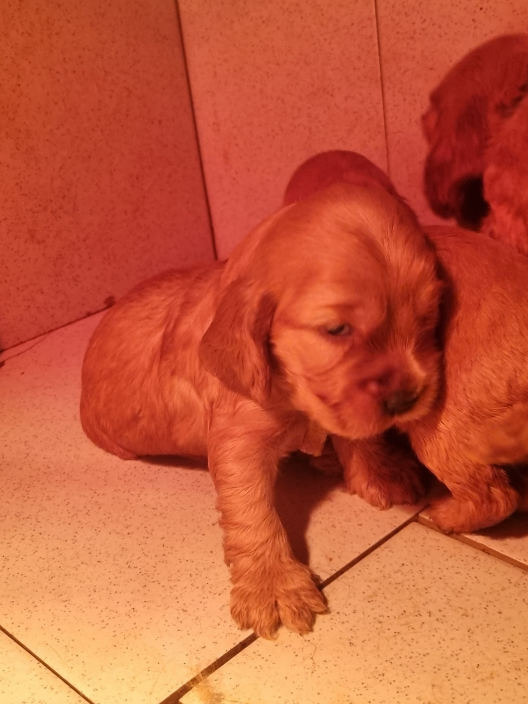 Du Souvenir De Tootsie - Chiots disponibles - Cocker Spaniel Anglais