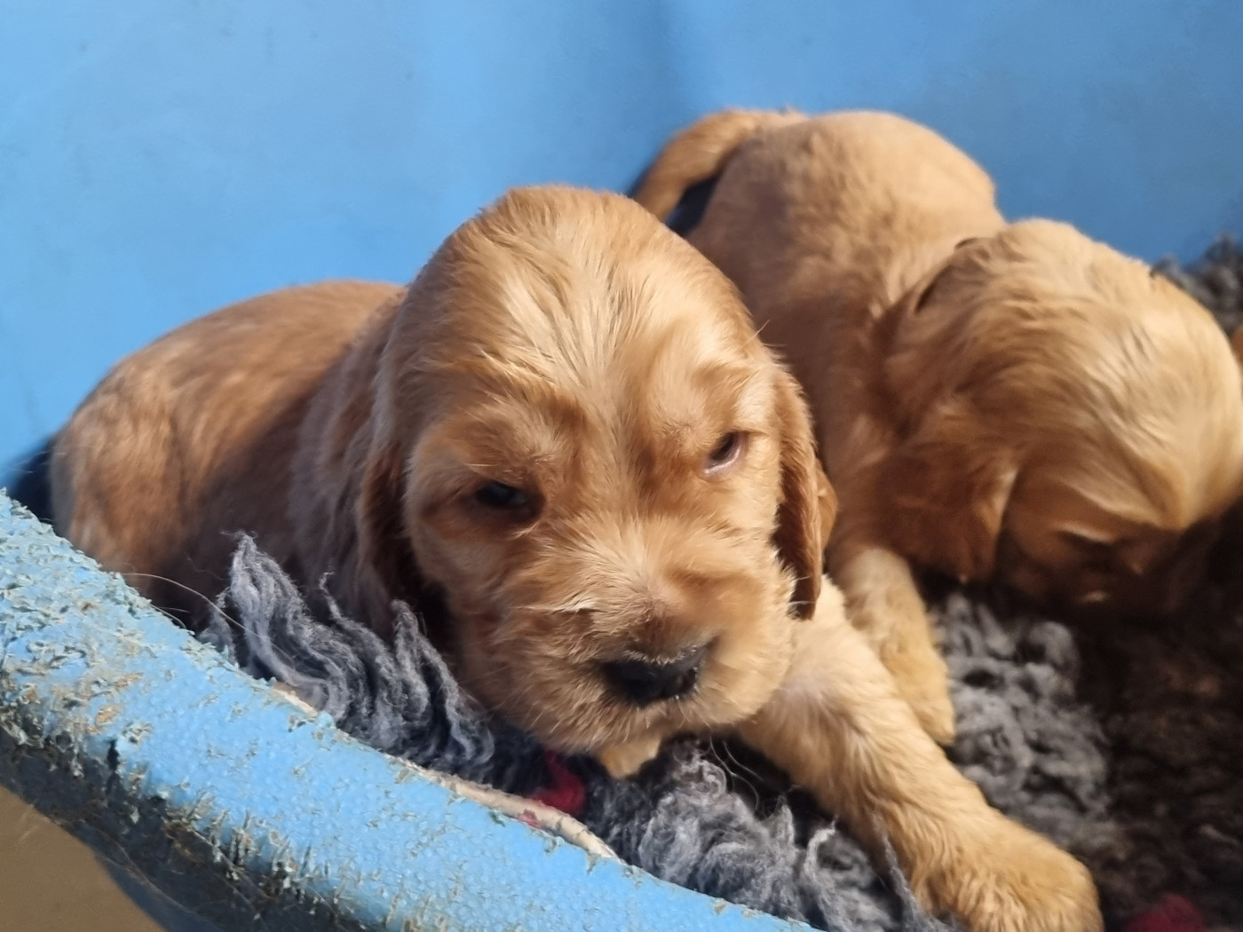 Du Souvenir De Tootsie - Chiots disponibles - Cocker Spaniel Anglais