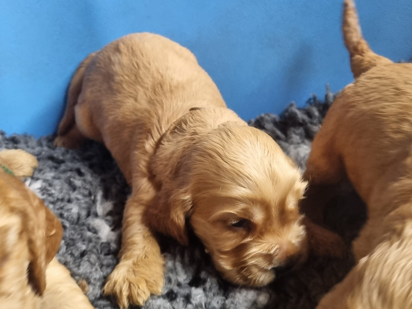 Du Souvenir De Tootsie - Chiots disponibles - Cocker Spaniel Anglais