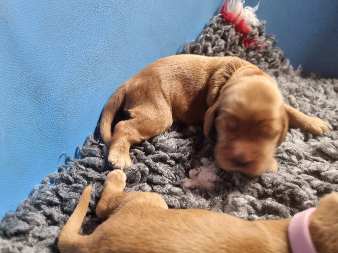 Du Souvenir De Tootsie - Chiots disponibles - Cocker Spaniel Anglais