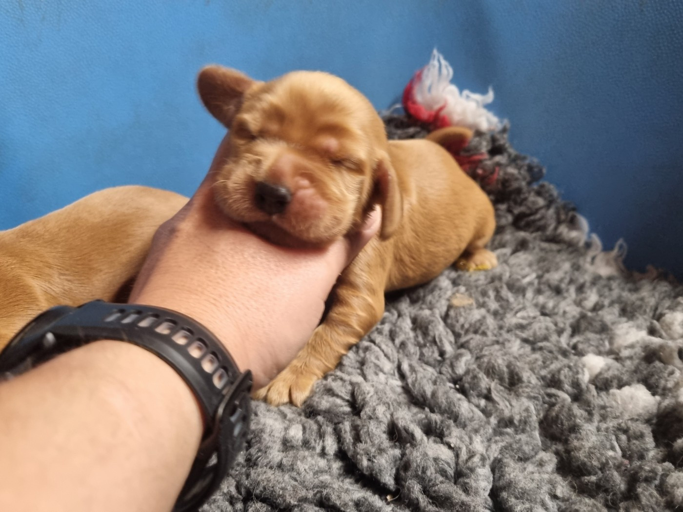 Du Souvenir De Tootsie - Chiots disponibles - Cocker Spaniel Anglais