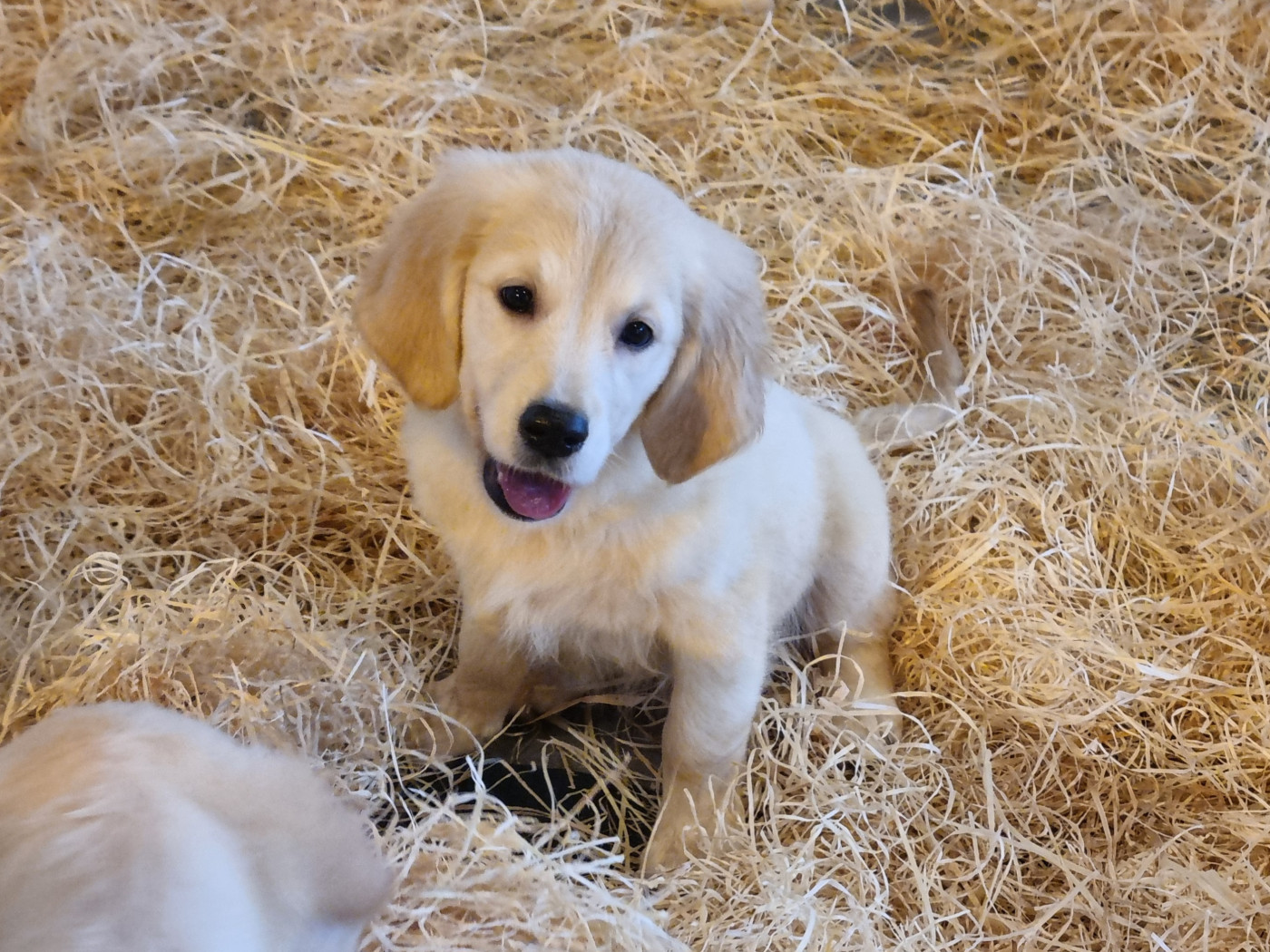 Du Souvenir De Tootsie - Chiots disponibles - Golden Retriever