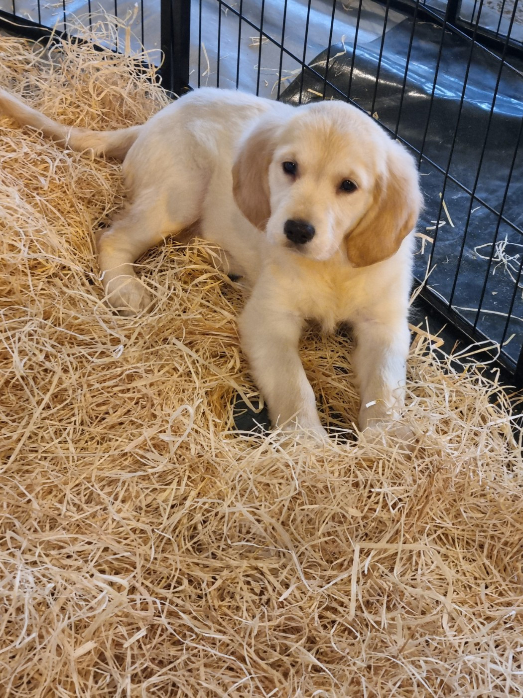 Du Souvenir De Tootsie - Chiots disponibles - Golden Retriever