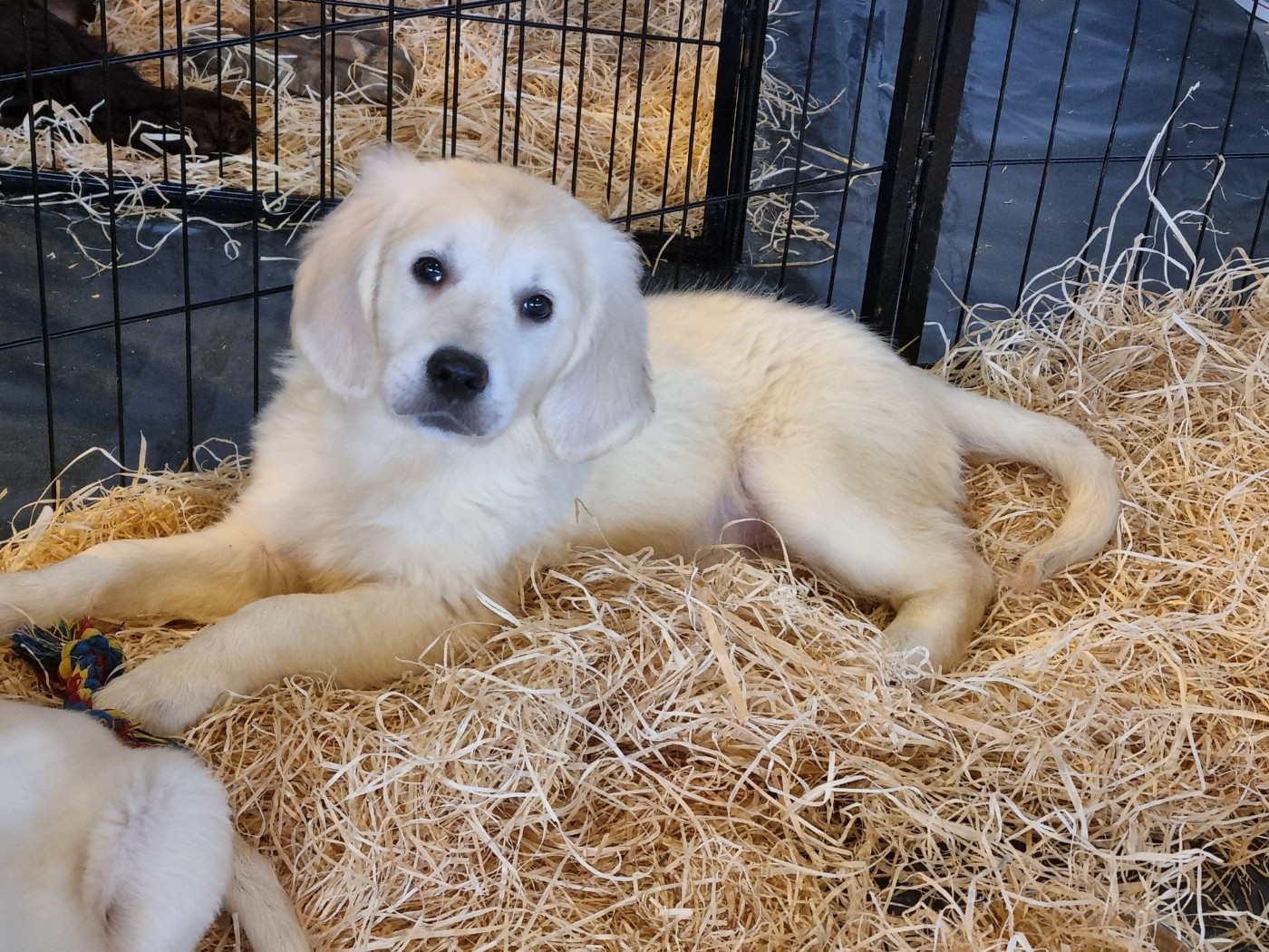 Du Souvenir De Tootsie - Chiots disponibles - Golden Retriever