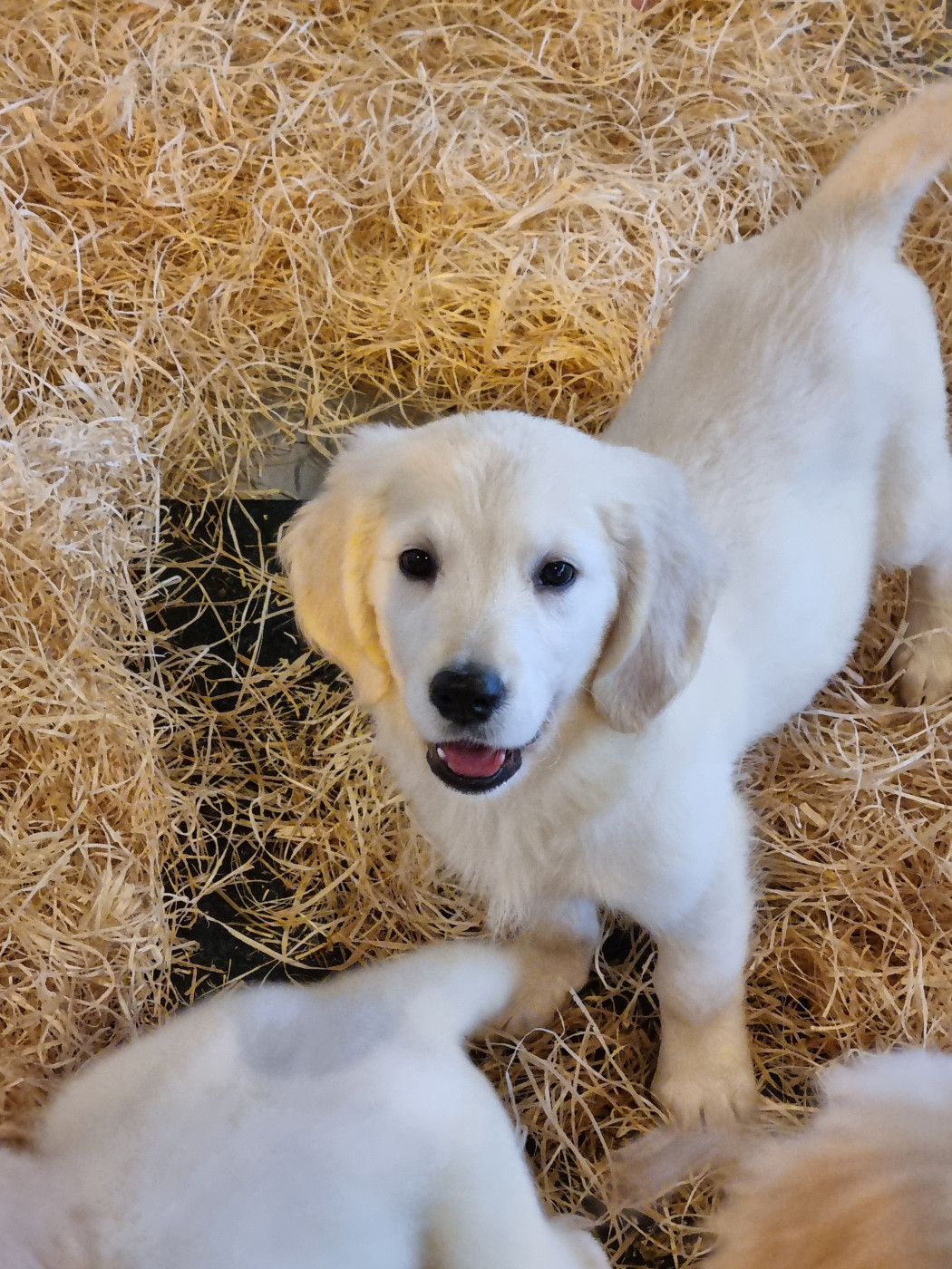 Du Souvenir De Tootsie - Chiots disponibles - Golden Retriever
