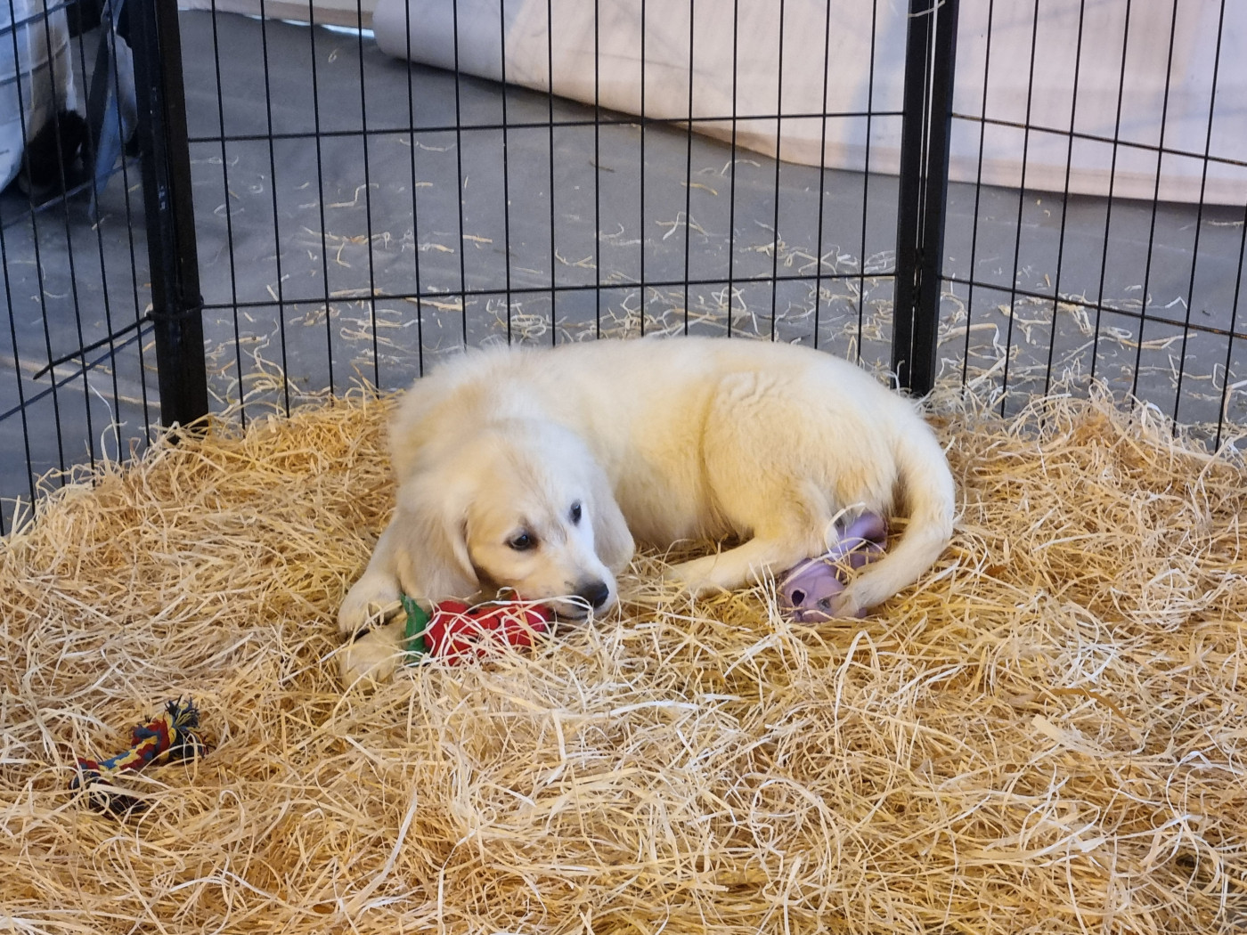 Du Souvenir De Tootsie - Chiots disponibles - Golden Retriever