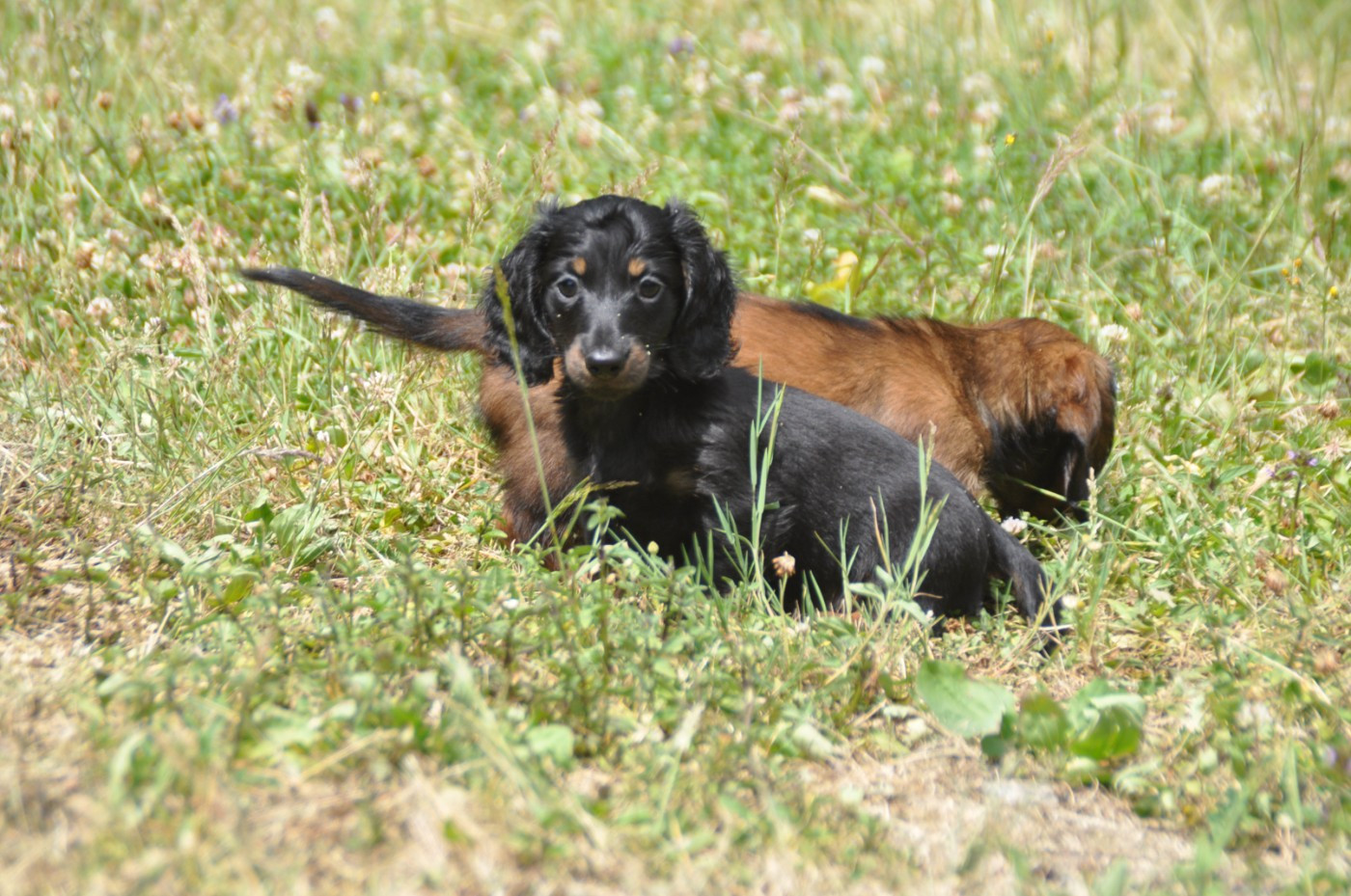Du Souvenir De Tootsie - Chiots disponibles - Teckel poil long