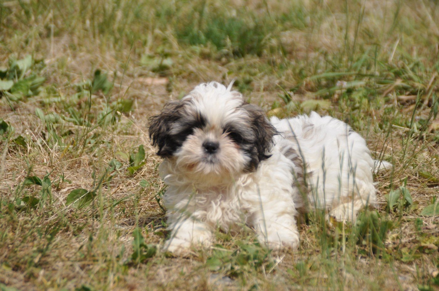 Du Souvenir De Tootsie - Chiots disponibles - Shih Tzu